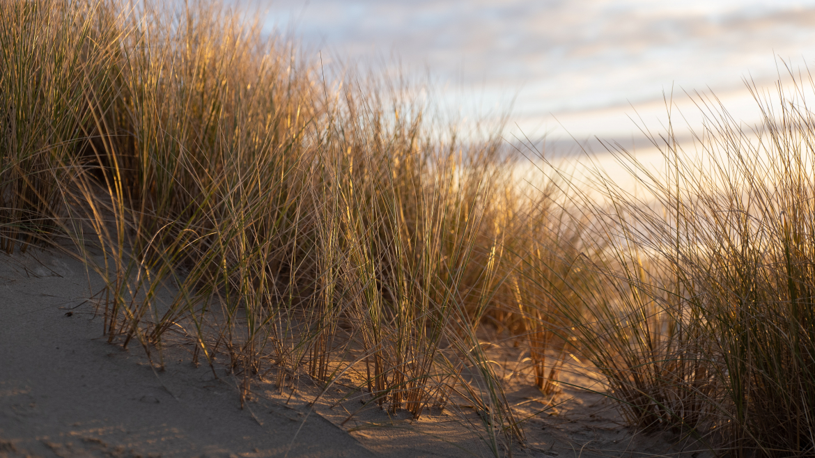 Dünengras
